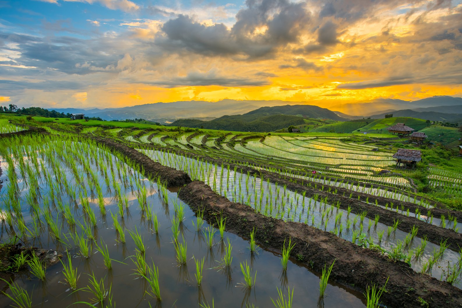 transplant rice terrace seedlings field in Ban Pa Bong Piang, Chiagmai, the north of thailand,